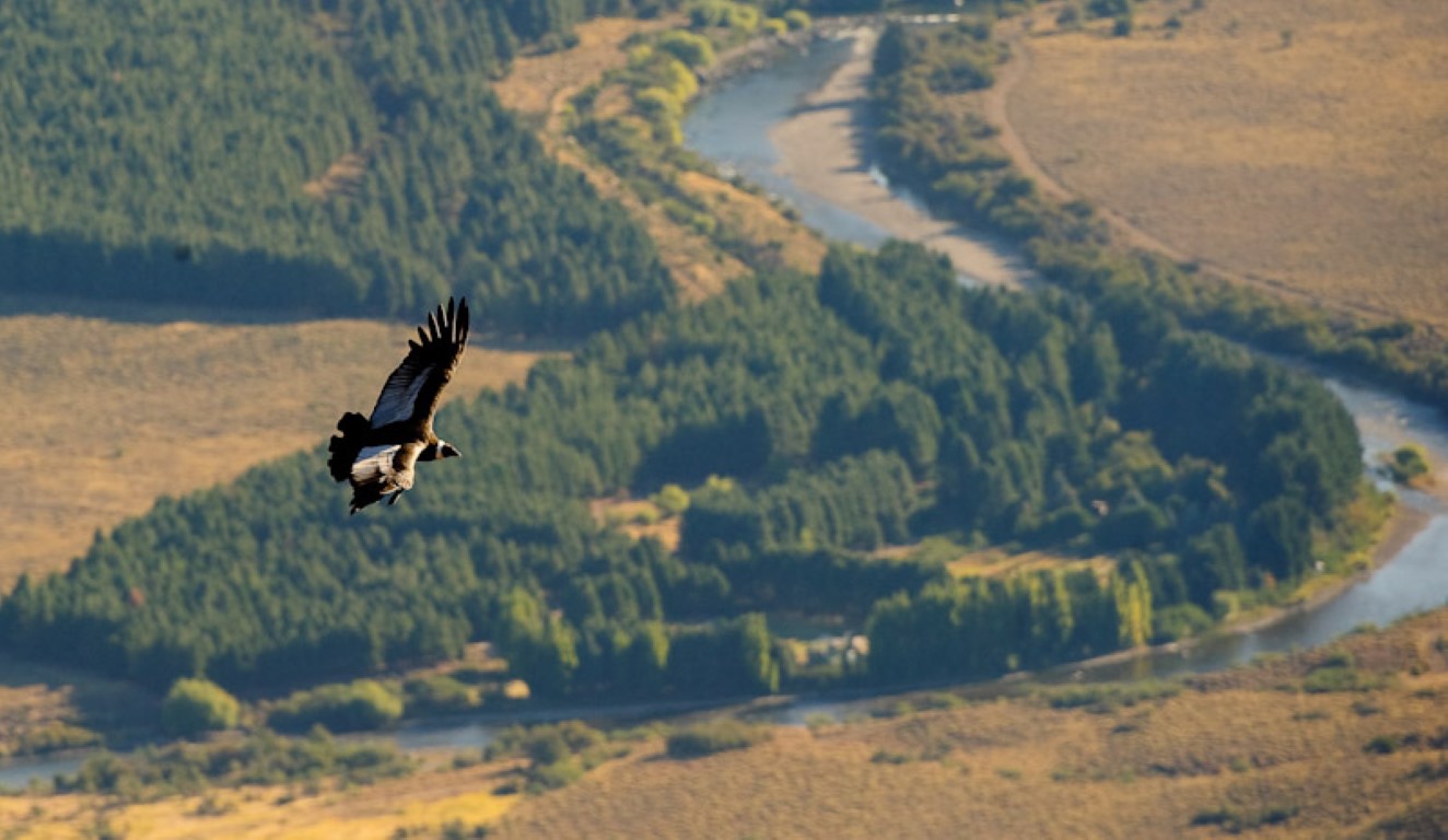 Condor