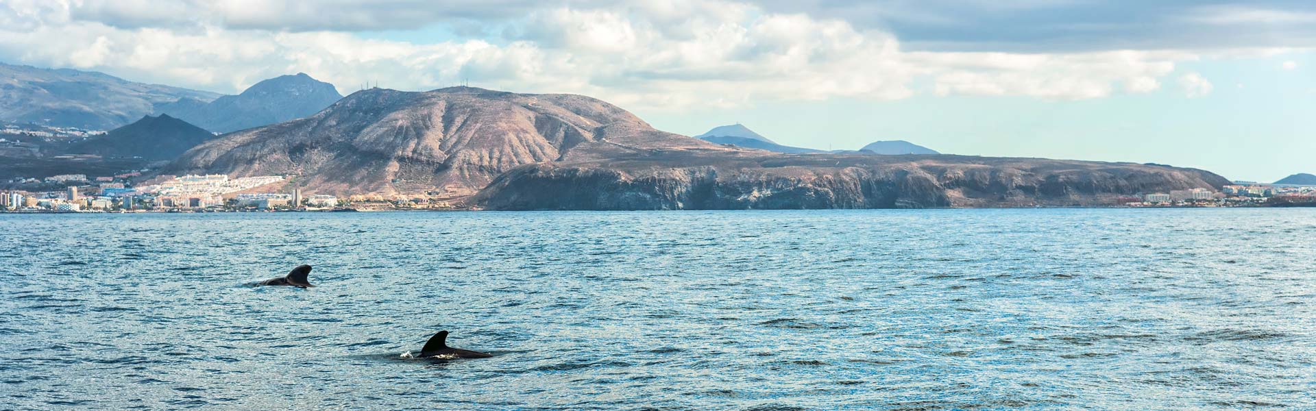 A Whale of a Time in Tenerife