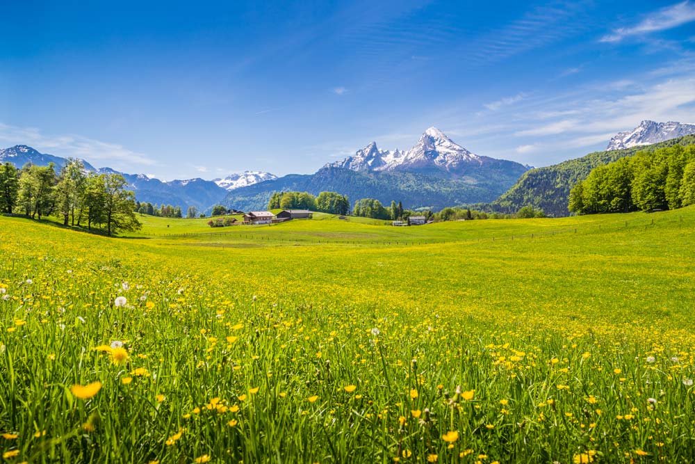 Hike through the meadows of the Alps