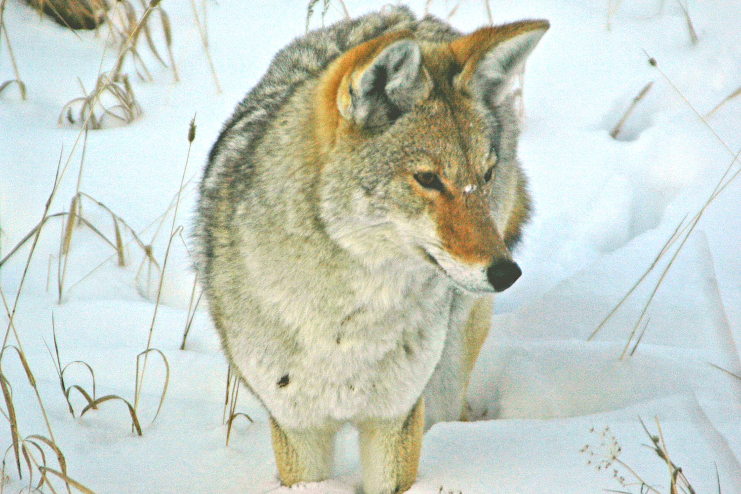 Coyote