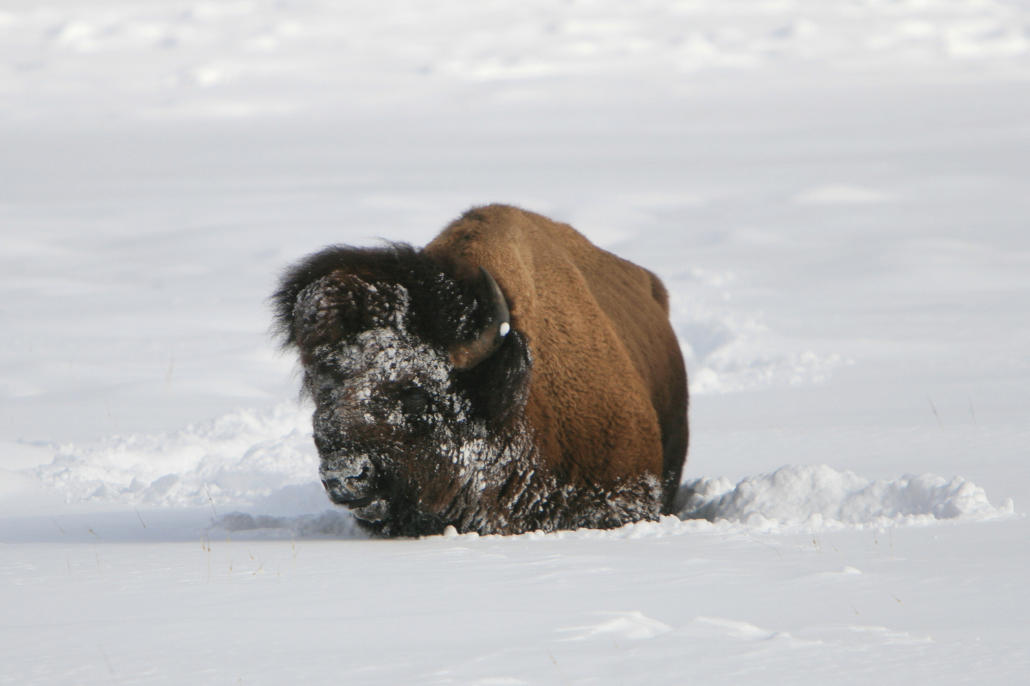Populated by countless wildlife