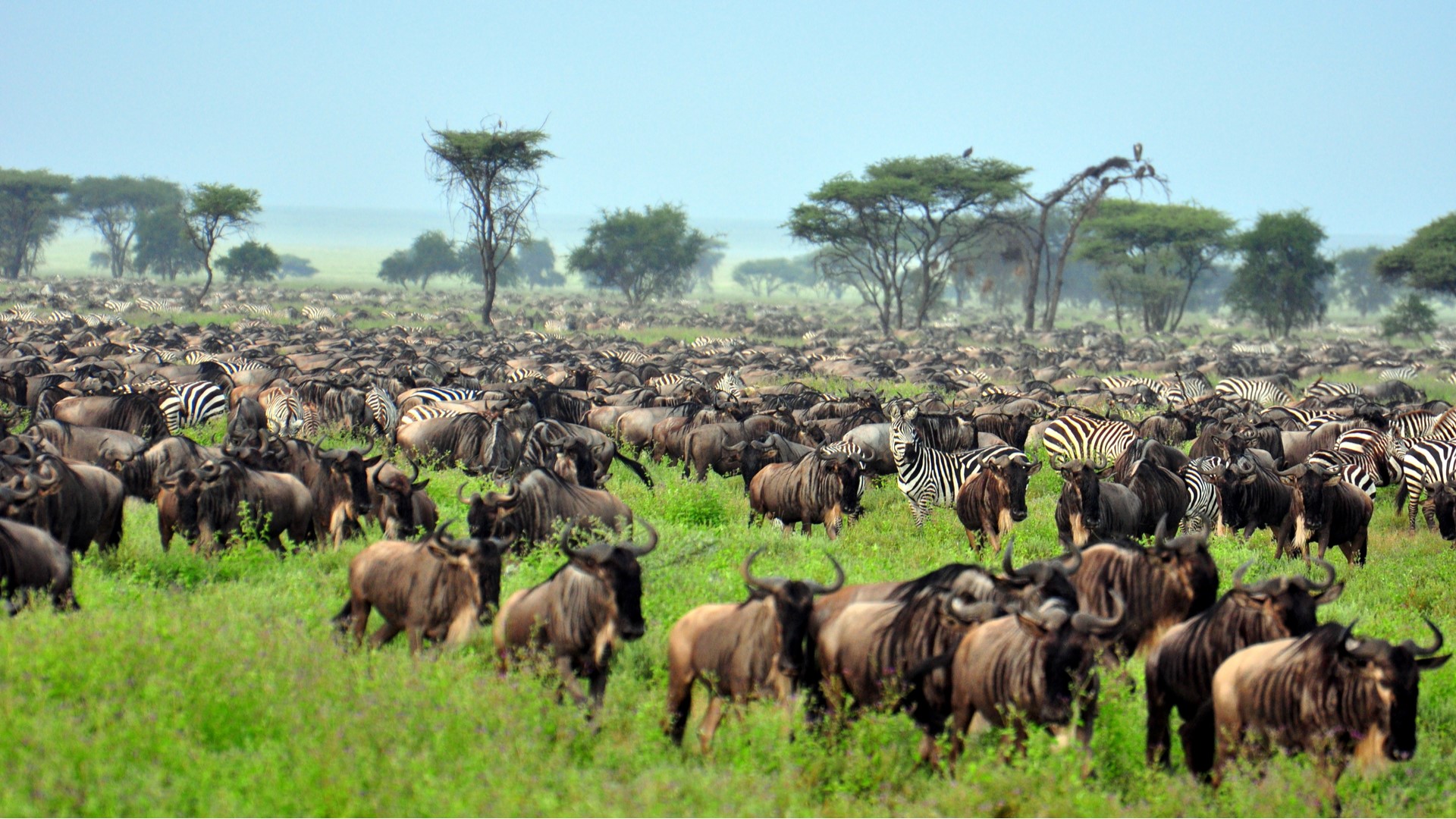 Serengeti