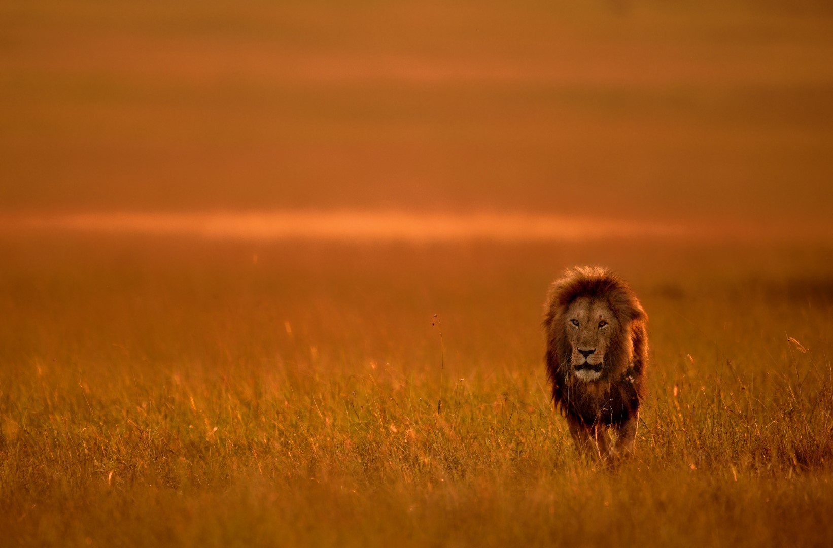 Lion, Maasai Mara, Kenya