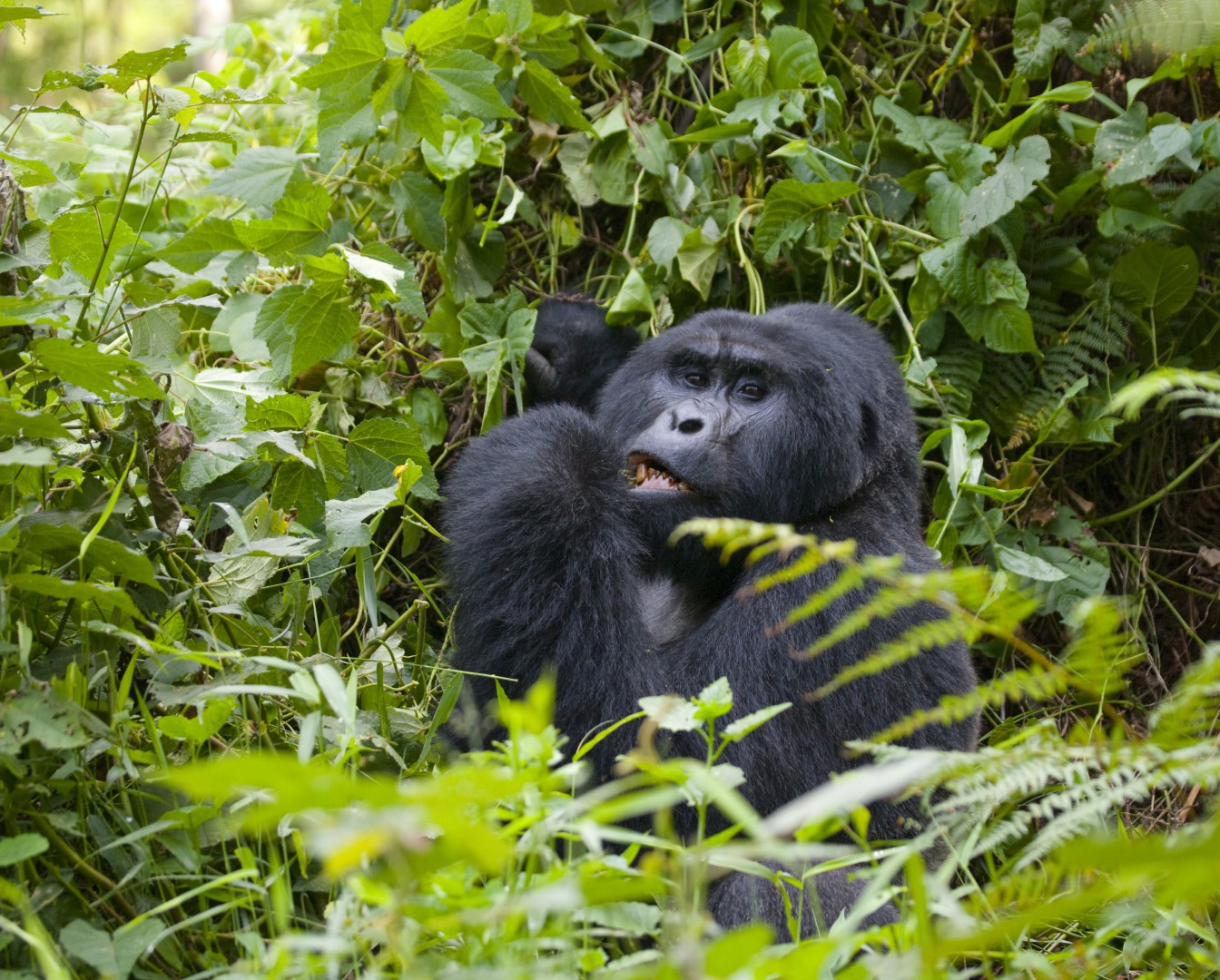 Gorilla, Rwanda