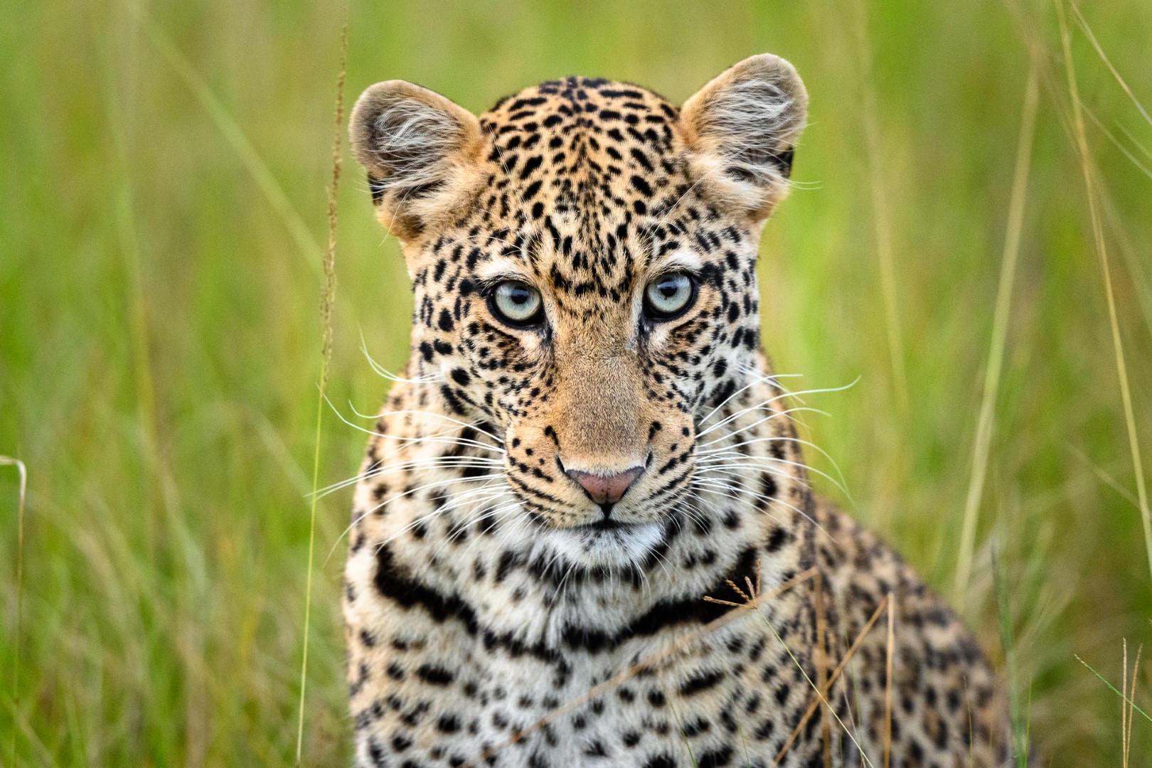 Leopard, Akagera National Park