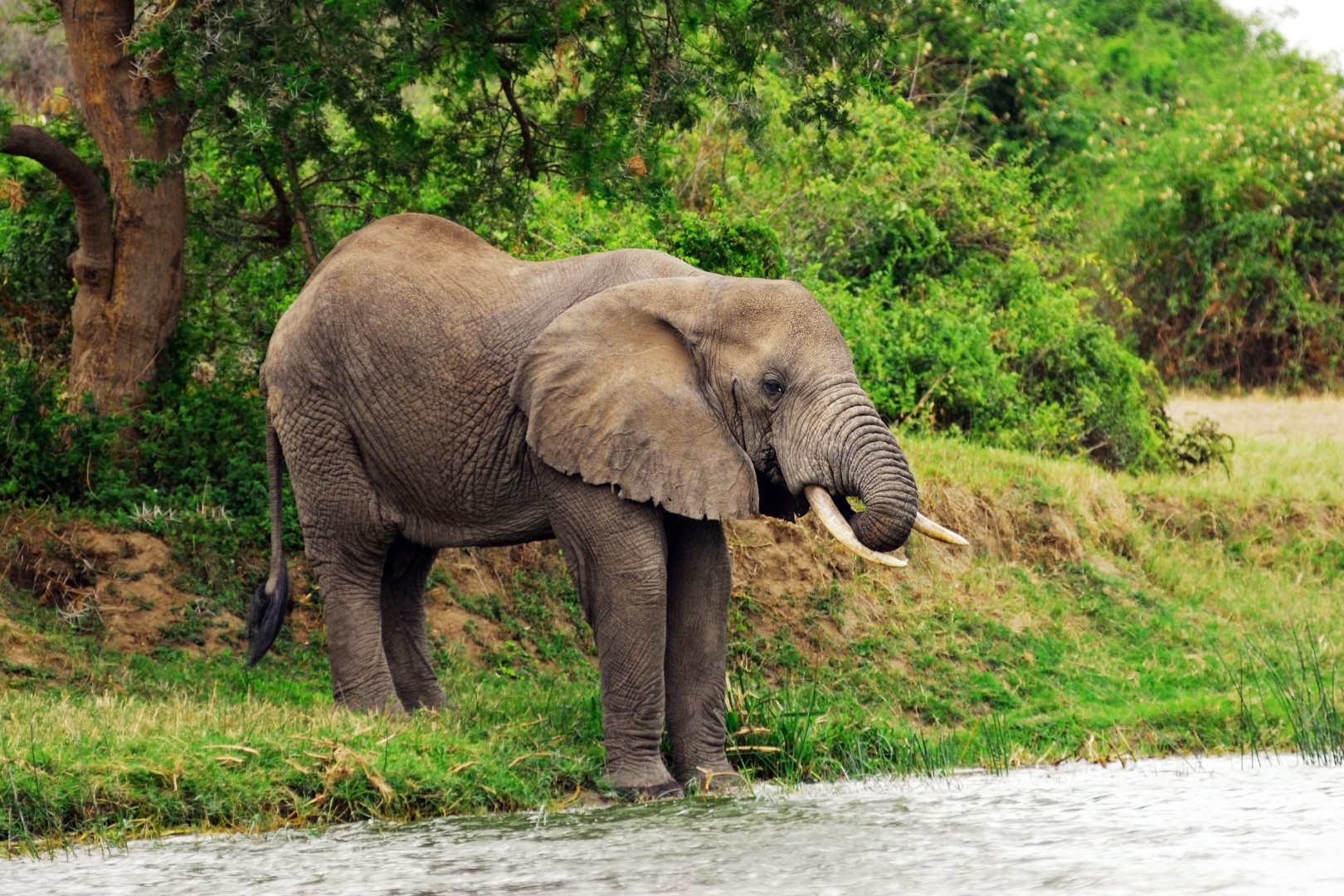 Murchison Falls National Park