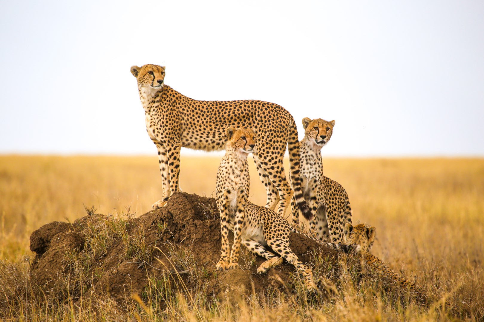Cheetah, Tanzania