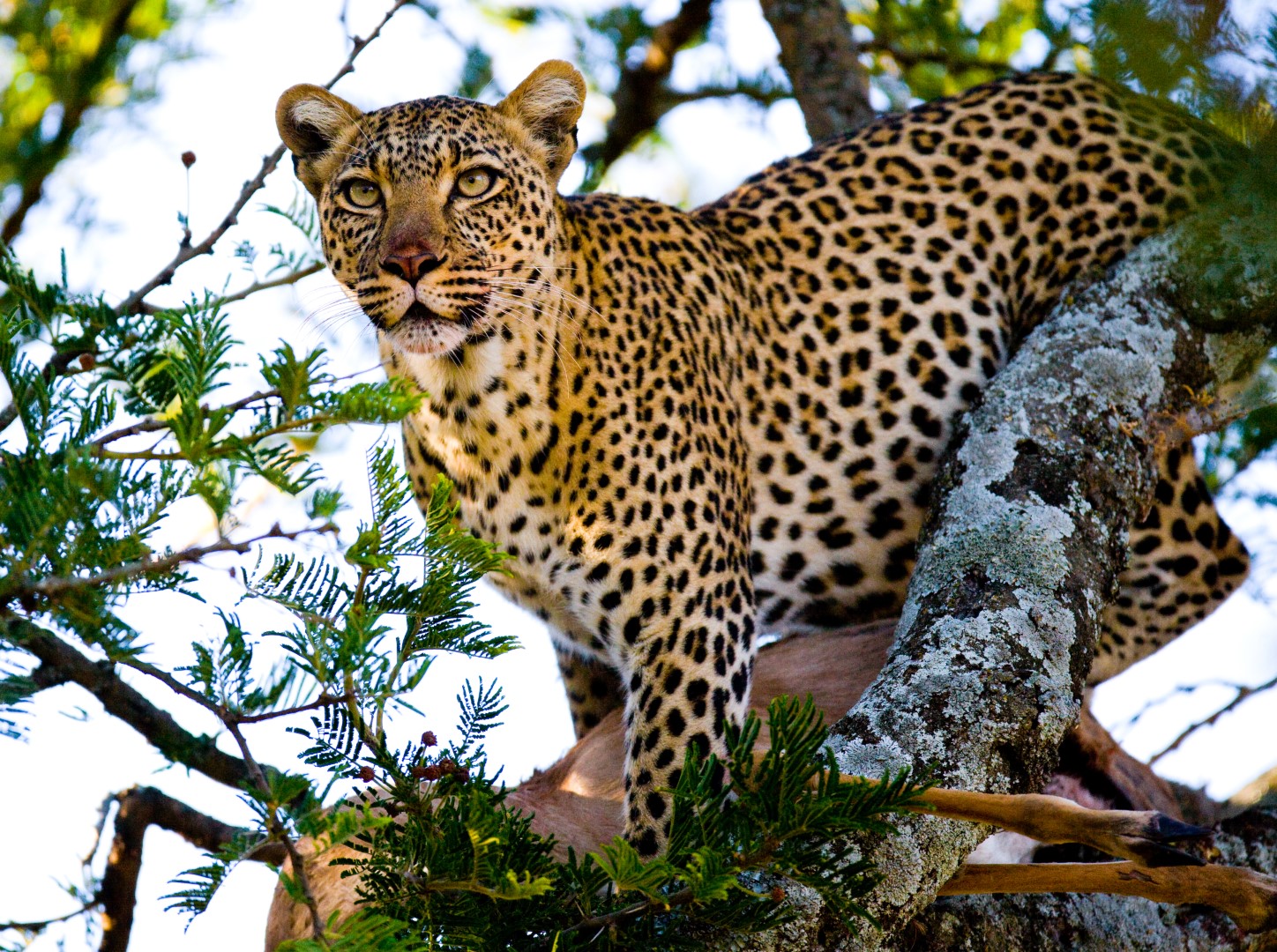 Leopard, Kenya