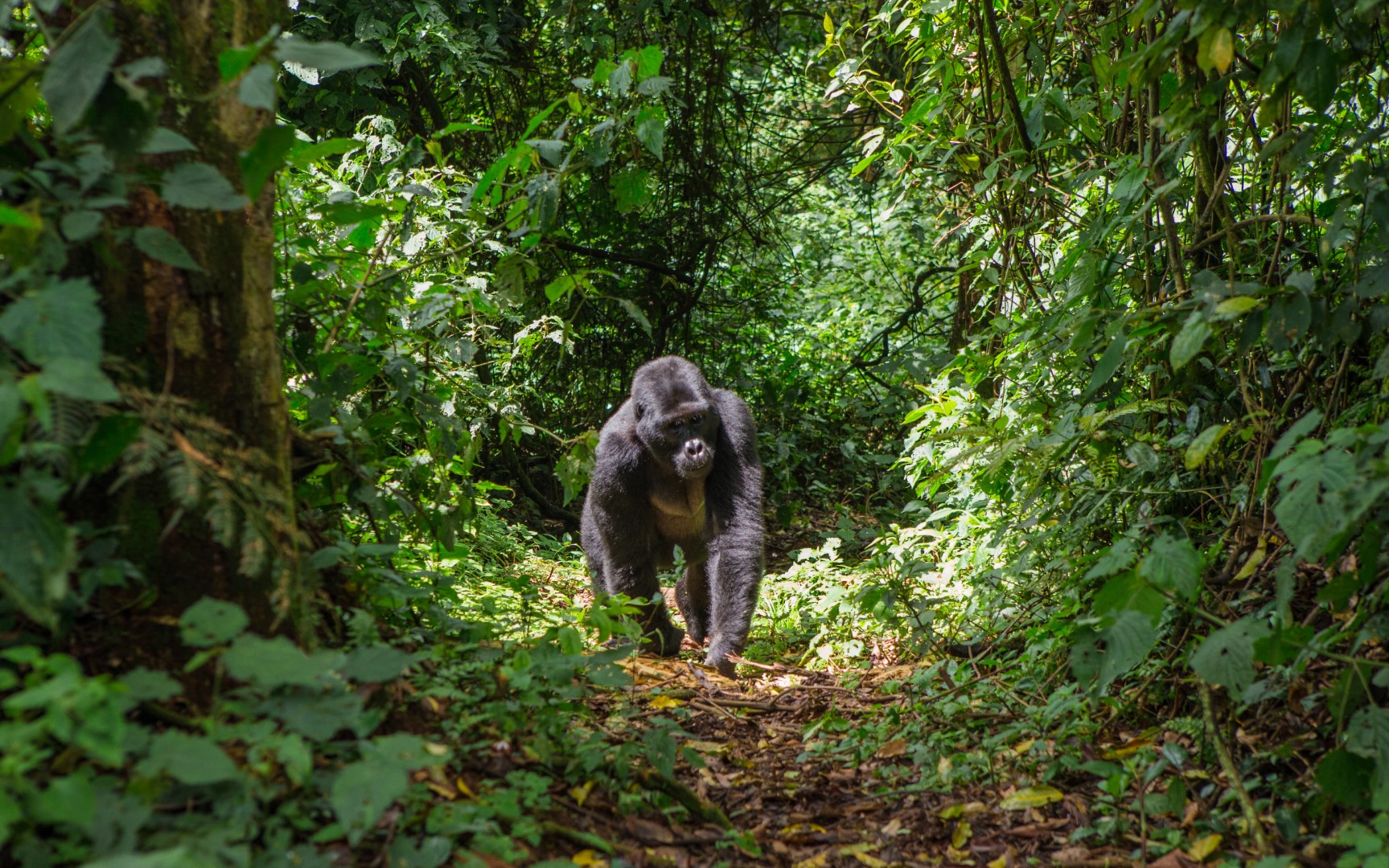 Gorilla Uganda