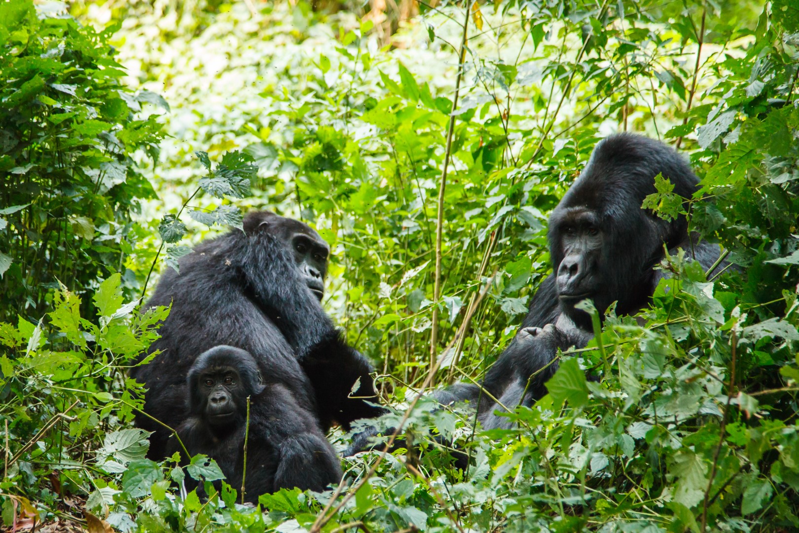 Silverback gorilla family in Uganda
