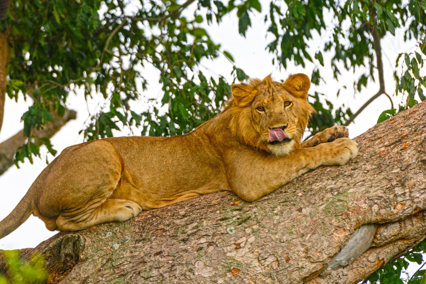 Queen Elizabeth National Park