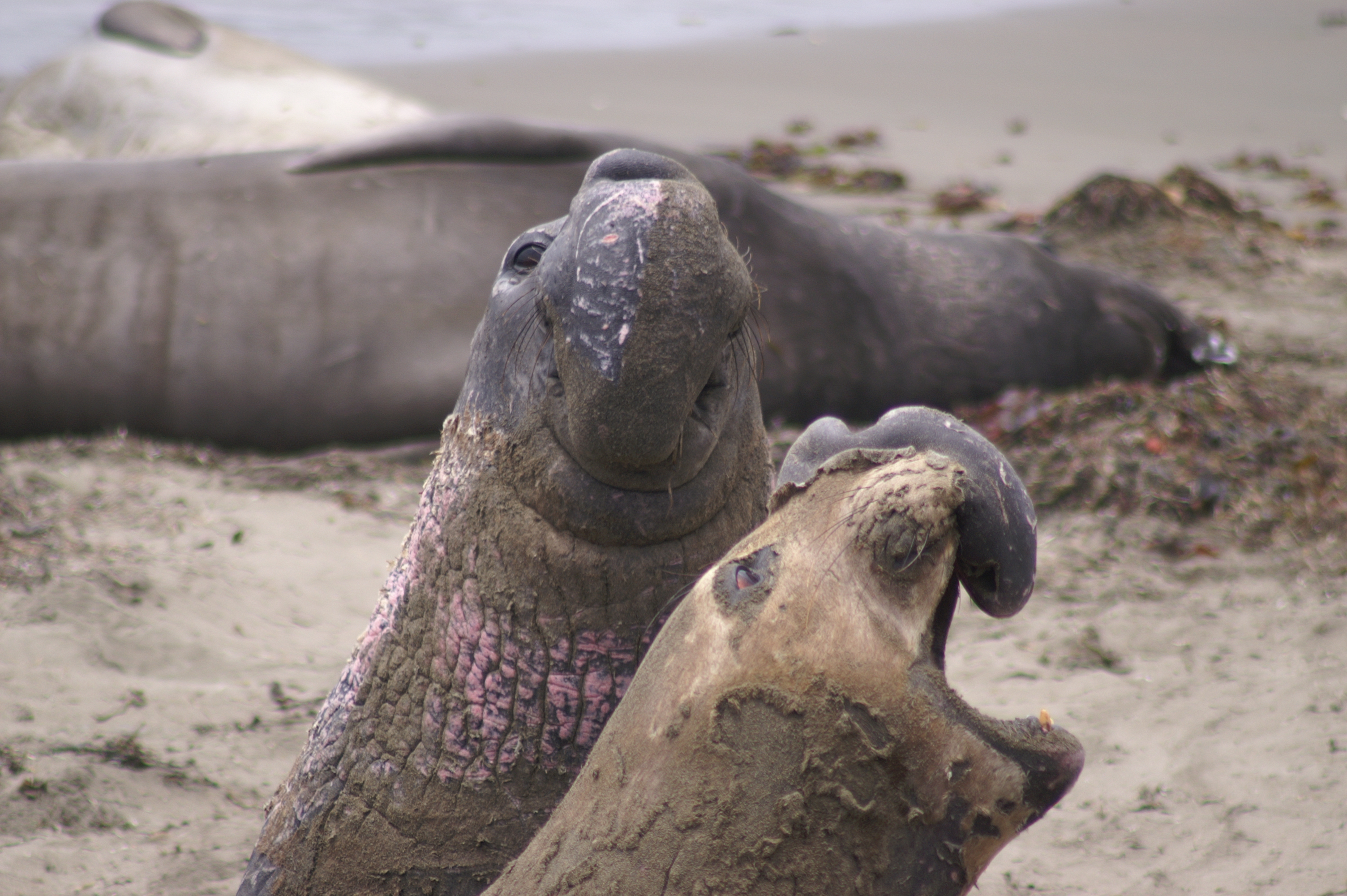 Elephant Seals