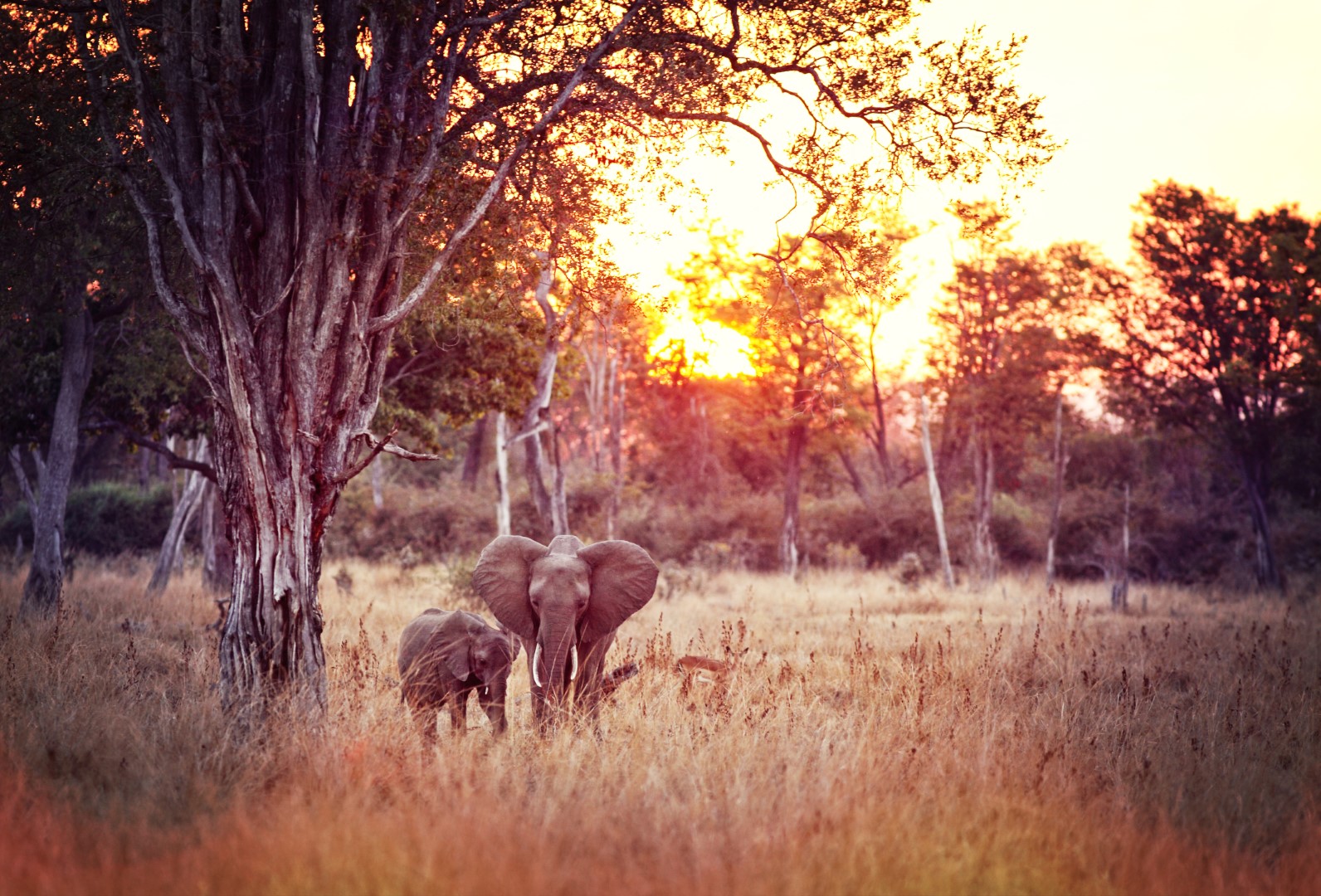 Elephant in Zambia