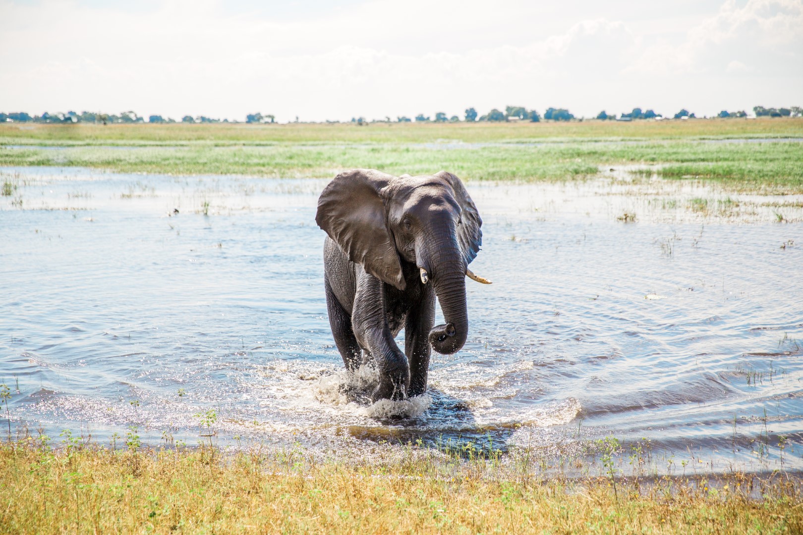 Elephant in the Okavango Delta