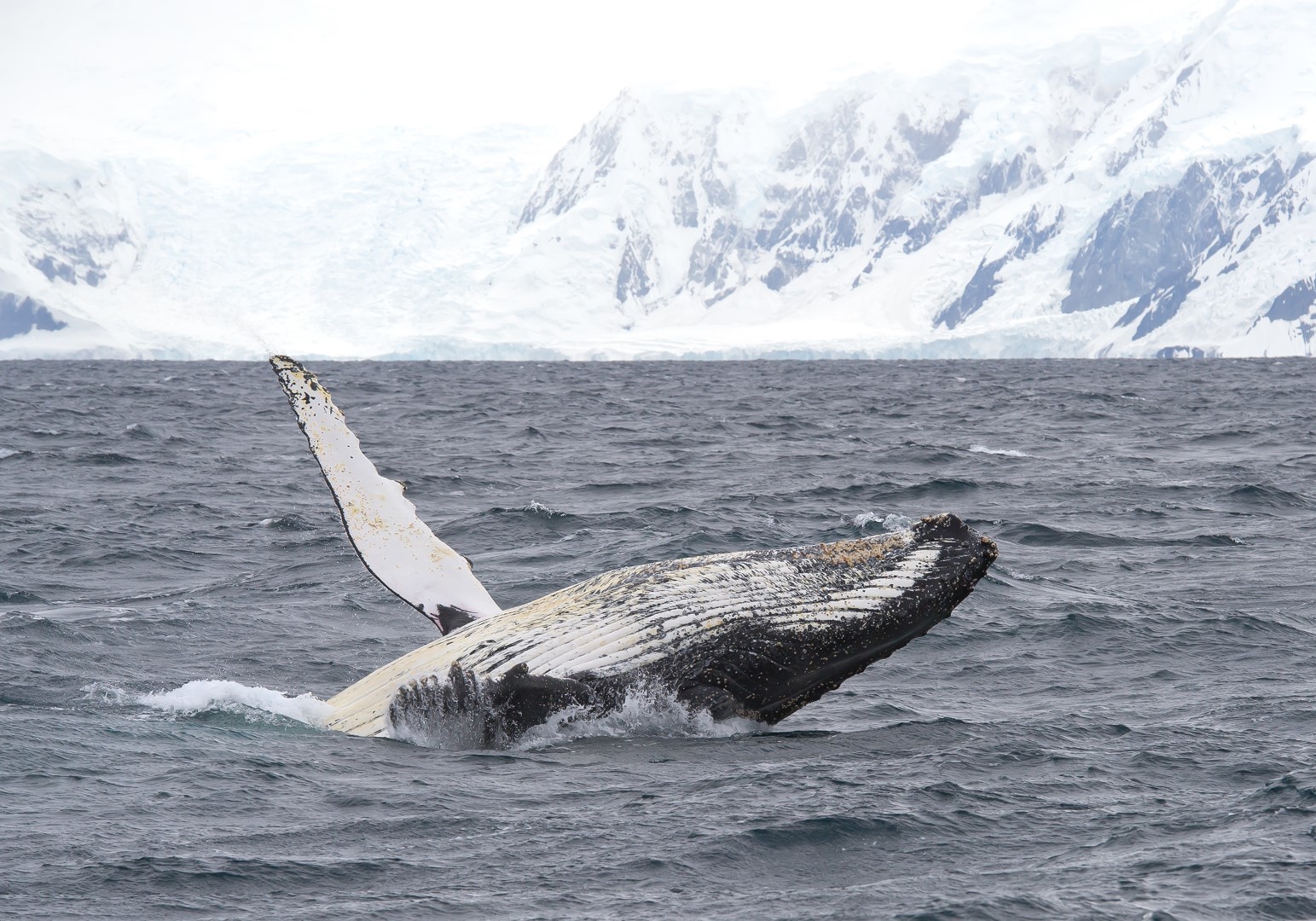 Whale breaching