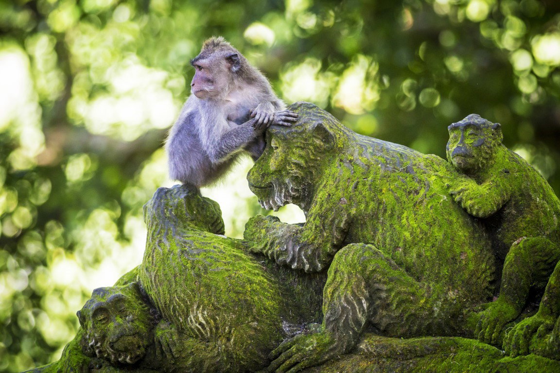 The famed Monkey Forest