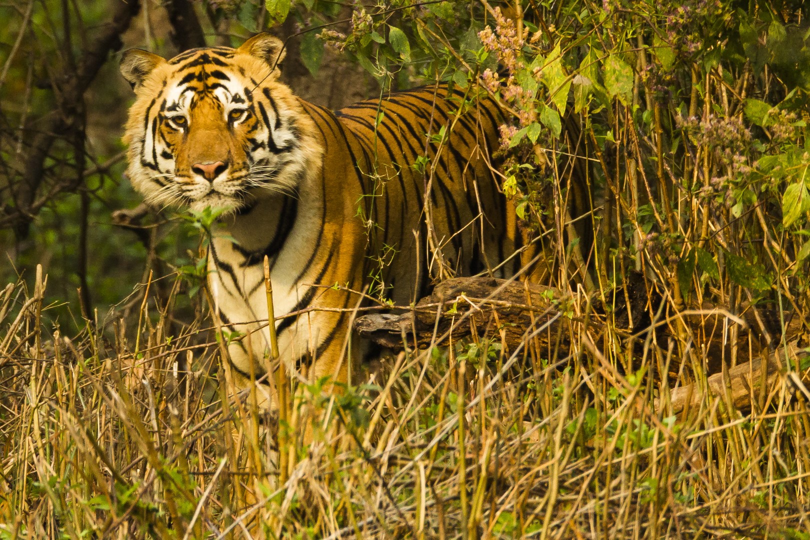 Kanha National Park
