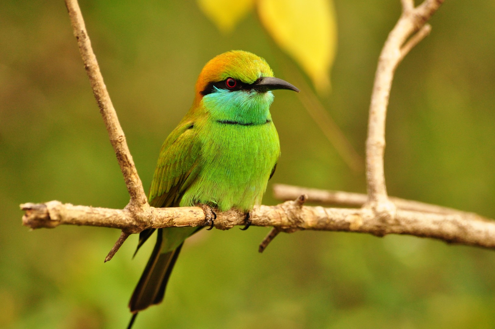 Birdlife in Sri Lanka