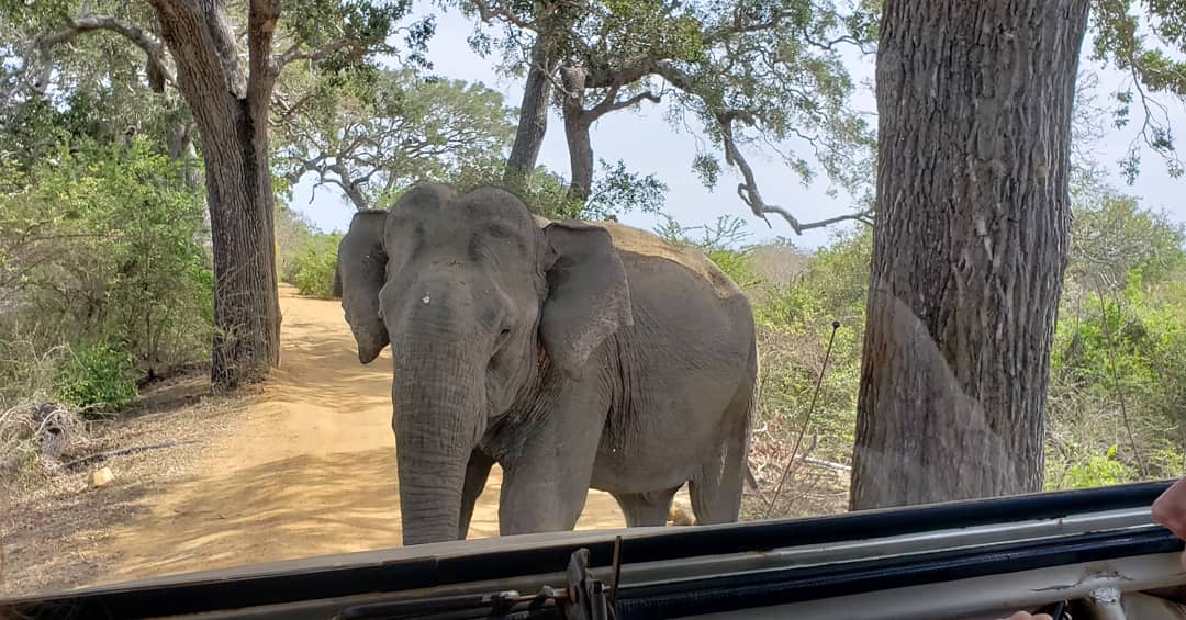 Yala National Park Elephant