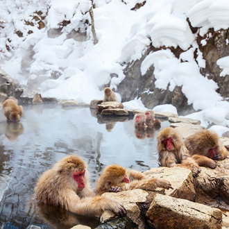 Japanese monkeys during winter