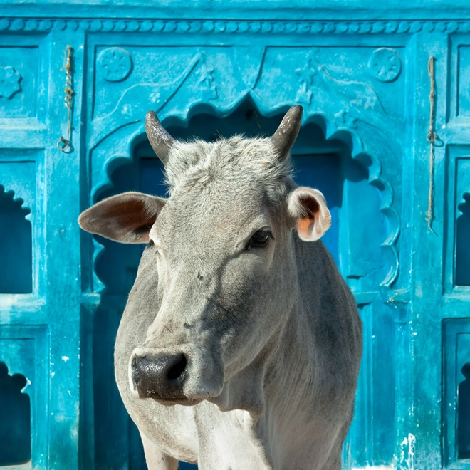 Holy cow, India