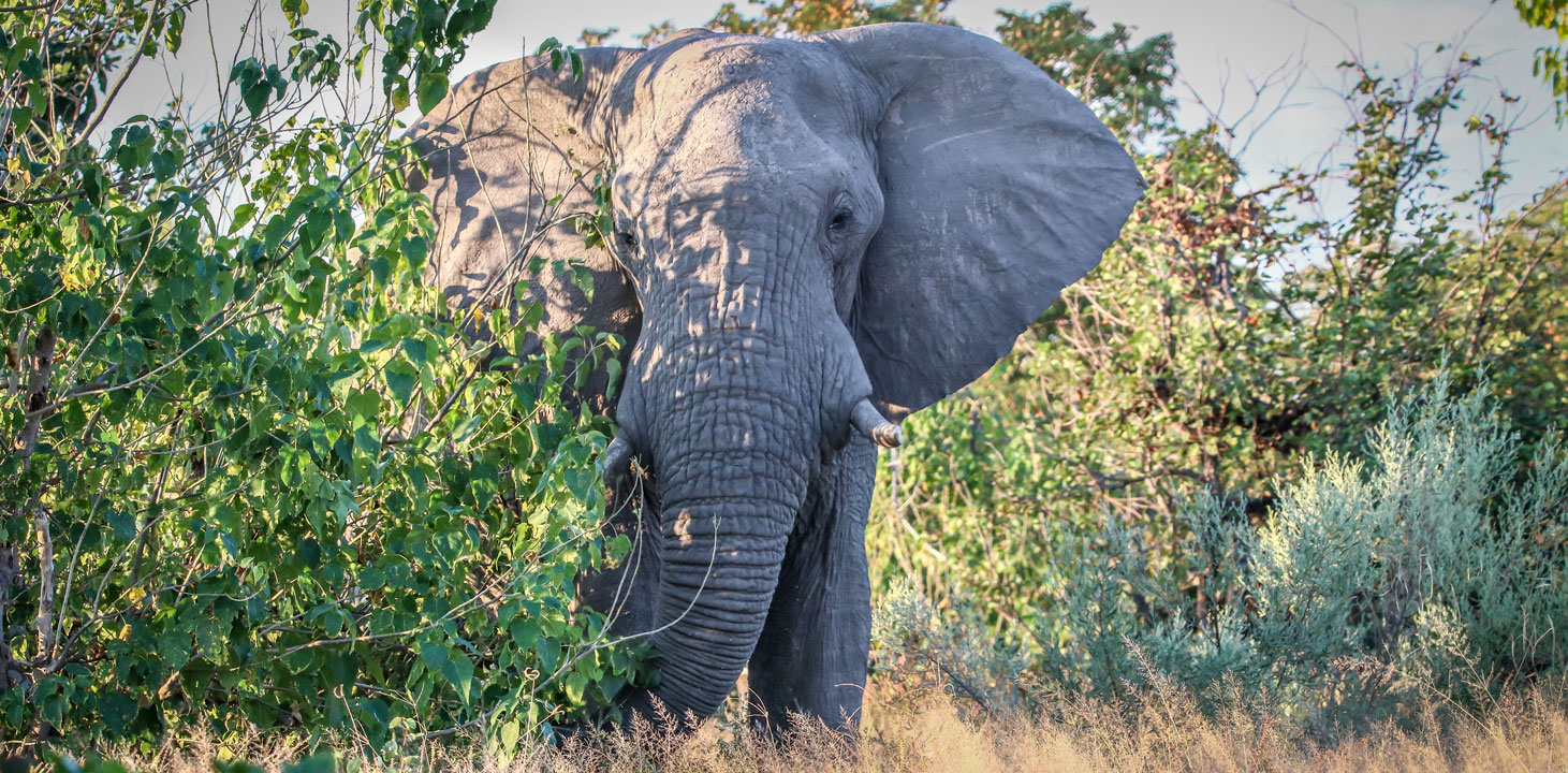 The enchanting landscapes of Botswana 