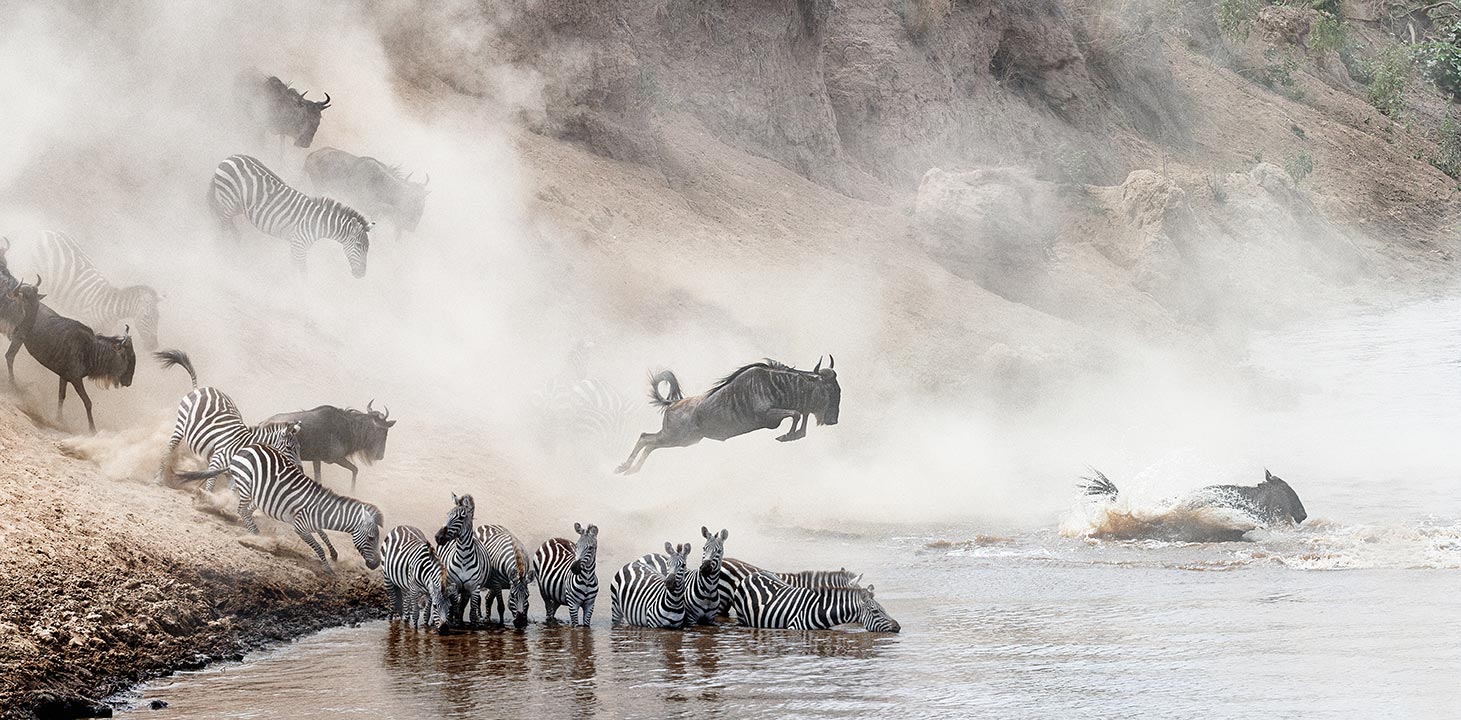 Wildebeests and zebras running into the water