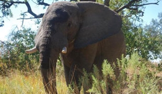 Wildlife Holidays