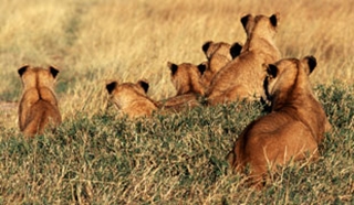 First time on safari?