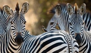 Nkwali Camp, South Luangwa