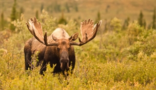 Denali and Alaskan Wilderness