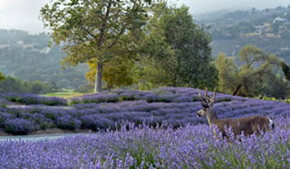 Carmel Valley Ranch, California