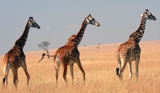 Christmas safaris