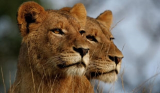 Greater Kruger