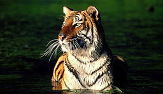 The Golden Triangle, Tigers and The Maldives