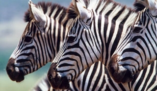 More than safari