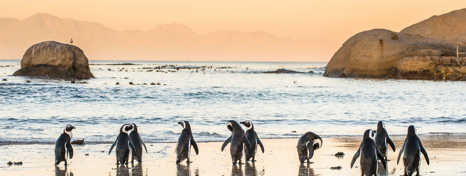 South Africa, Boulders Beach