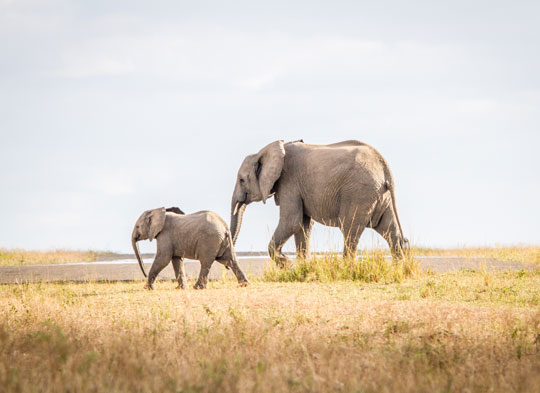 Sabi Sands, South Africa