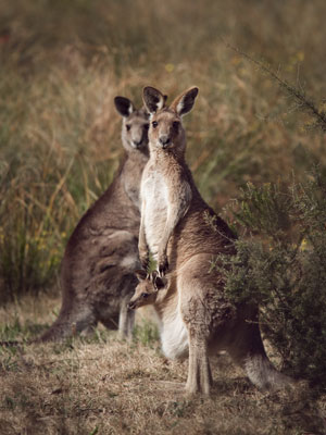 Australia Family Holidays