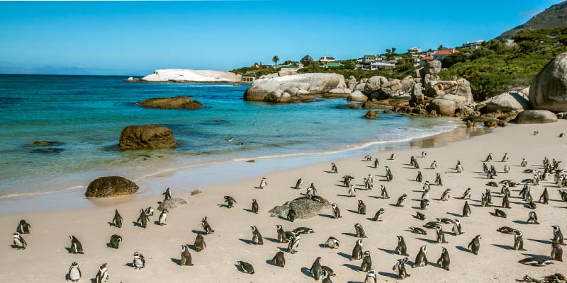 A colony of African penguins on the beach