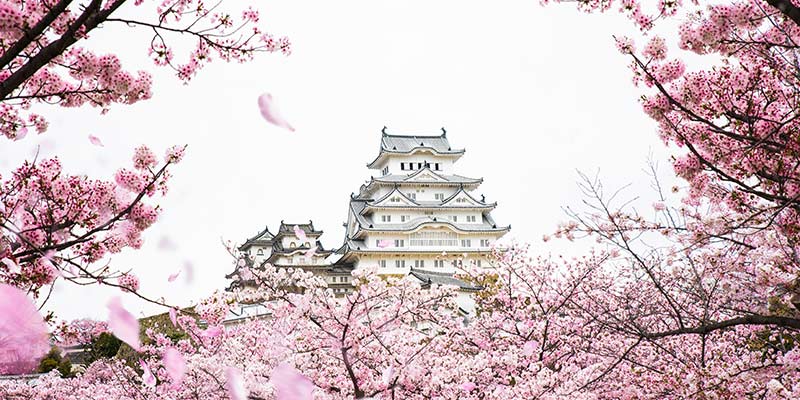 Himeji castle surrounded by cherry blossoms
