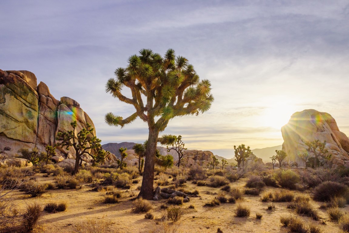 Joshua Tree National Park in California