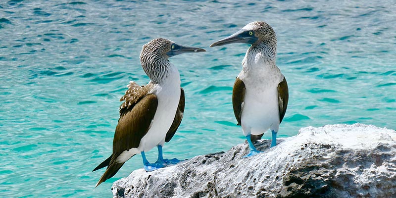Two blue-footed booby birds on a rock