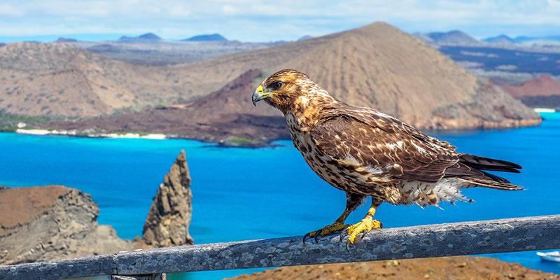 A hawk perched on a ledge