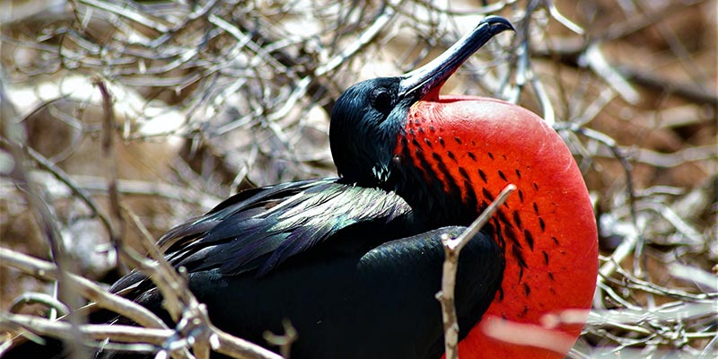 A bird with a puffed out red chest in a nest
