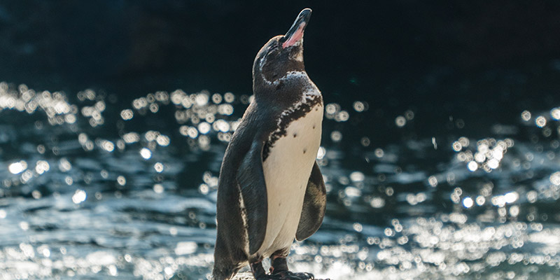 A penguin looking up at the sky