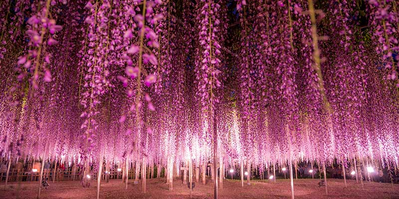 A field of flowering wisteria trees