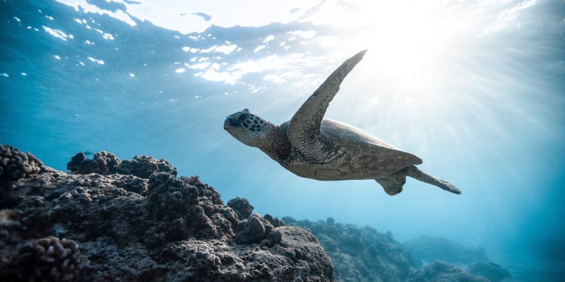 Sea turtle under water