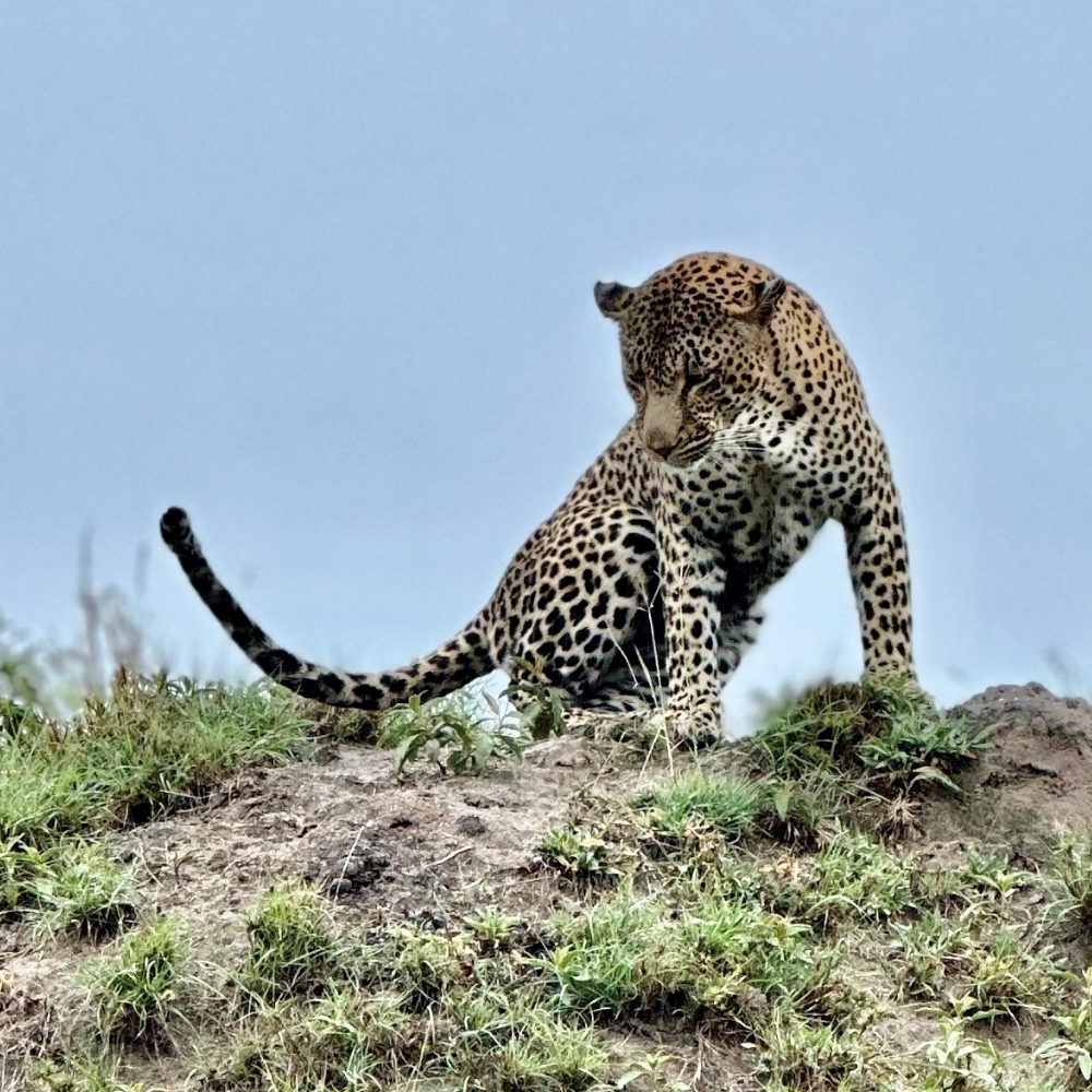 Leopard on a small hill