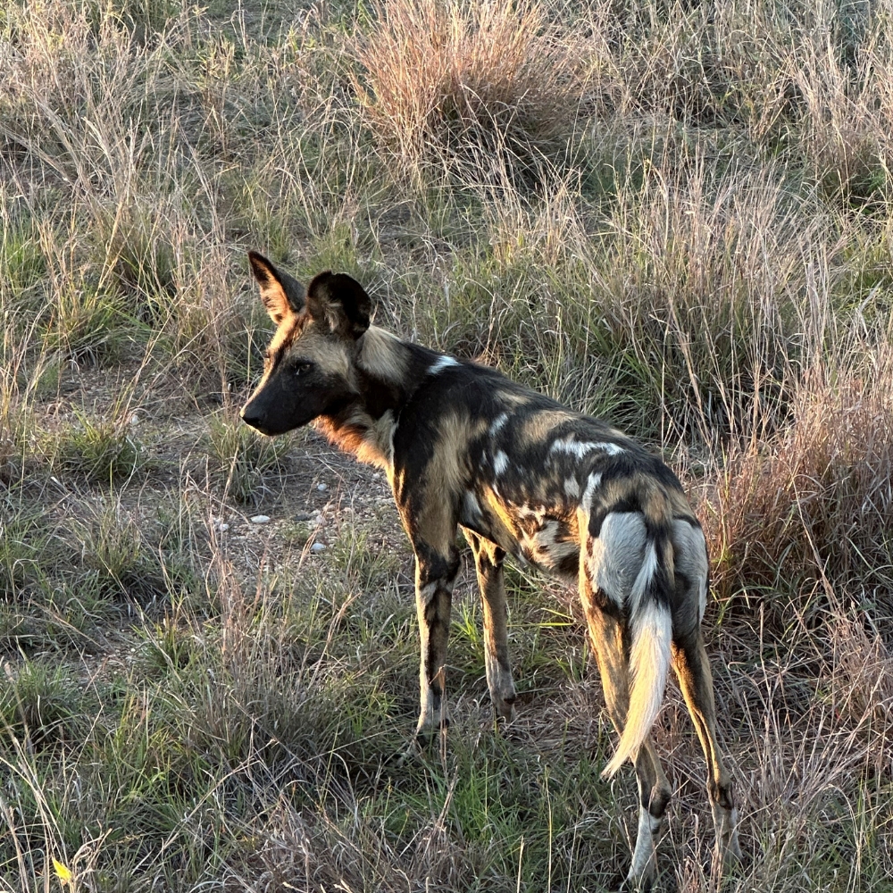 A wild dog in South Africa